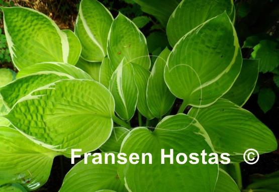 Hosta Starship