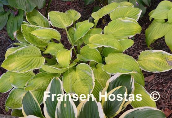 Hosta Starship