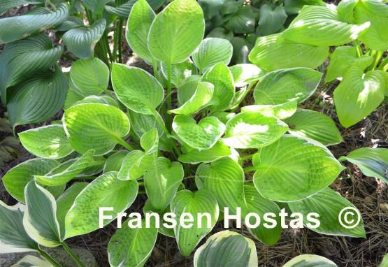 Hosta Starship