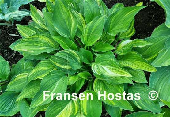 Hosta Status Quo