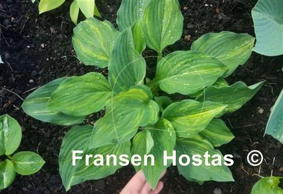 Hosta Status Quo