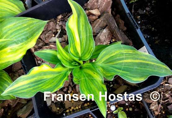 Hosta Status Quo