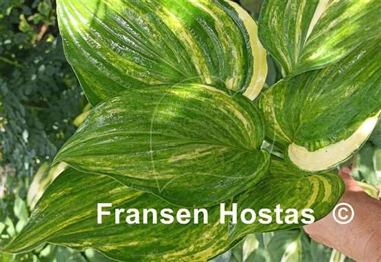 Hosta Status Quo