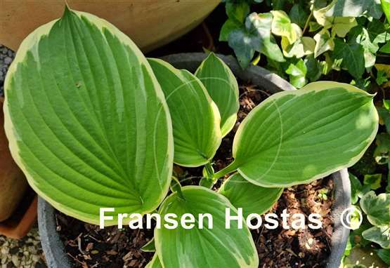 Hosta Steffi