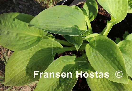 Hosta Step Brother