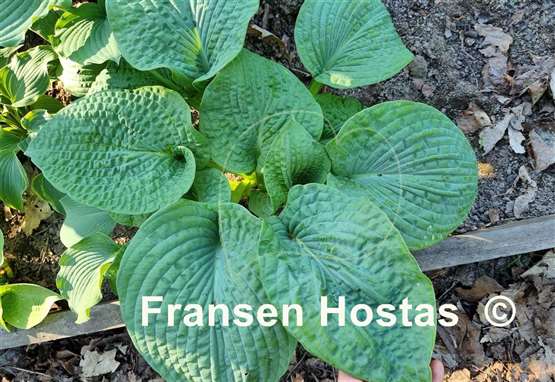 Hosta Step Brother