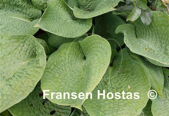 Hosta Step Brother