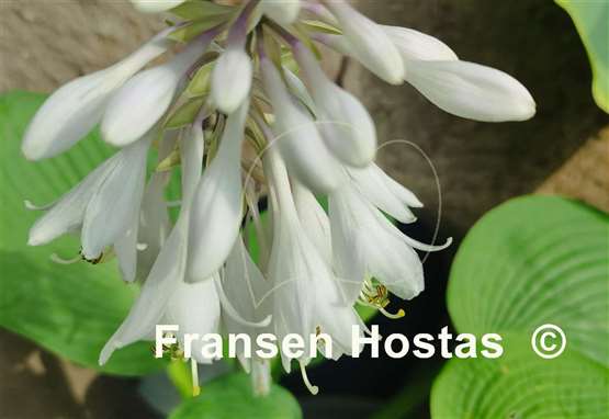 Hosta Step Brother