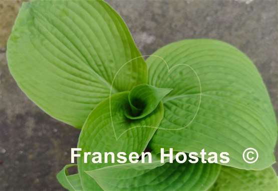 Hosta Step Brother