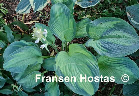 Hosta Step Sister 