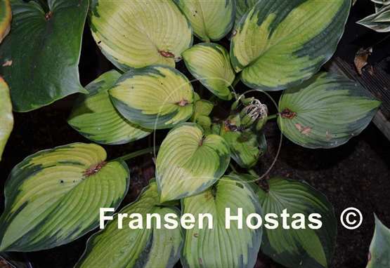 Hosta Step Sister