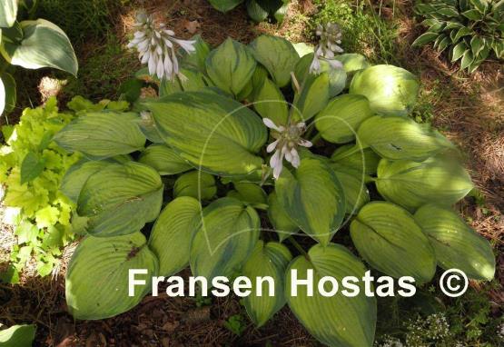 Hosta Step Sister