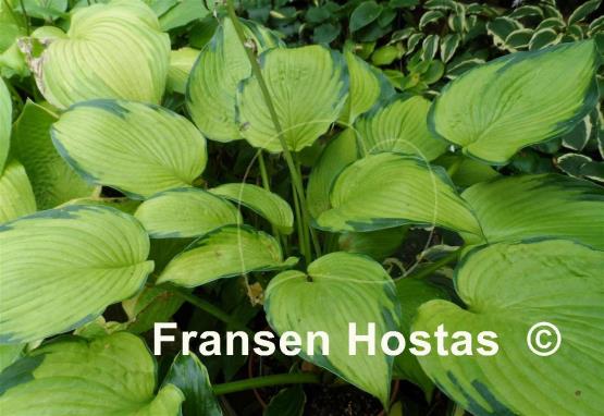 Hosta Step Sister