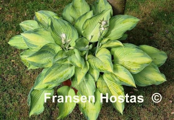 Hosta Step Sister