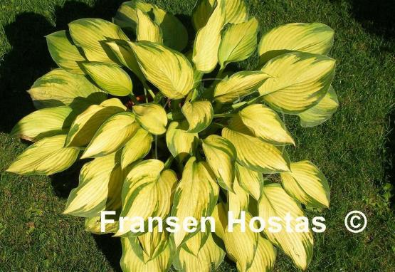 Hosta Step Sister