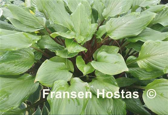 Hosta Stephen King