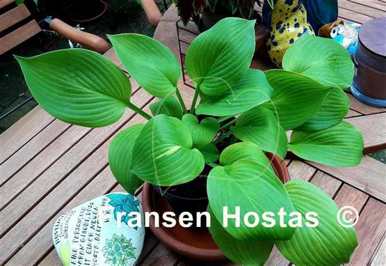 Hosta Stepmom
