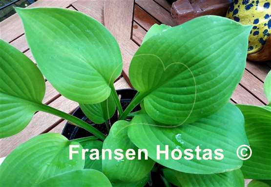 Hosta Stepmom