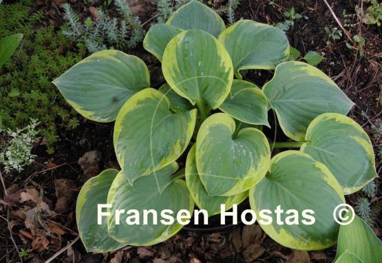 Hosta Stepping Out