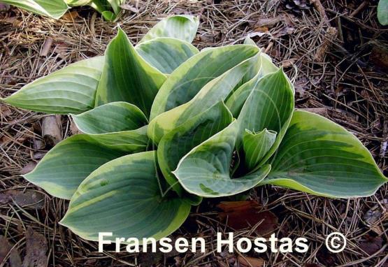 Hosta Stepping Out