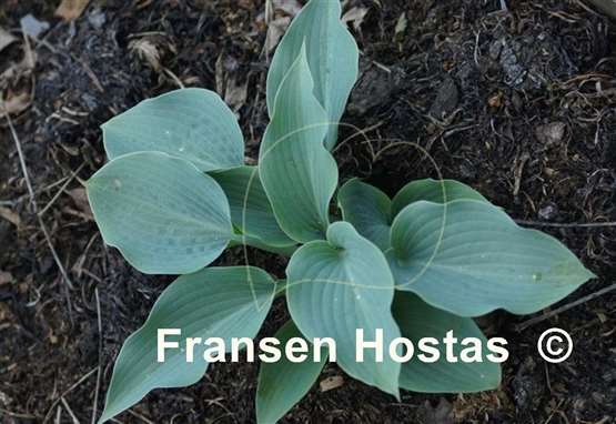 Hosta Sterling Medallion
