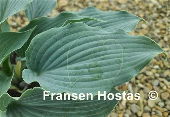 Hosta Sterling Medallion