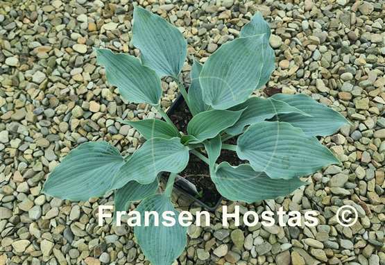 Hosta Sterling Medallion