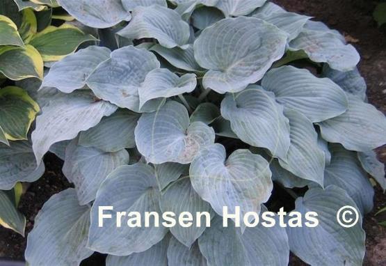 Hosta Sterling Medallion