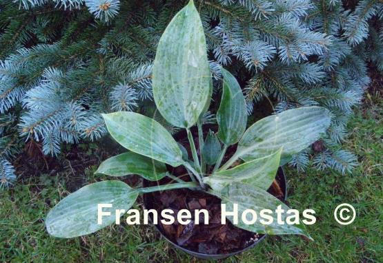 Hosta Sterling Medallion