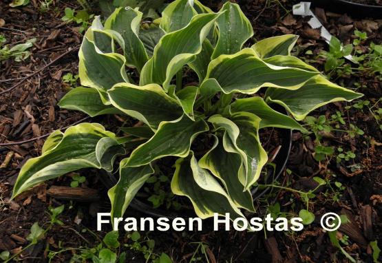 Hosta Stetson