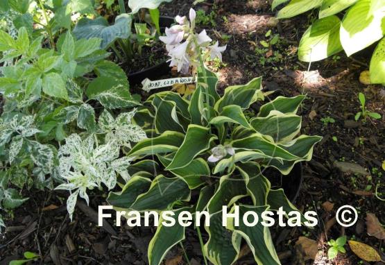Hosta Stetson