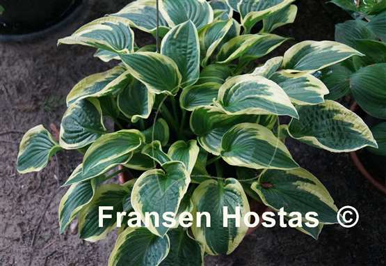 Hosta Stetson