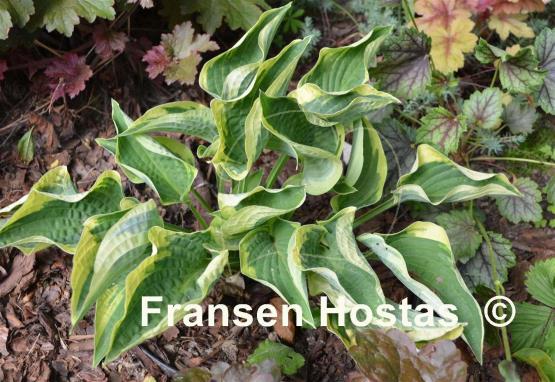 Hosta Stetson