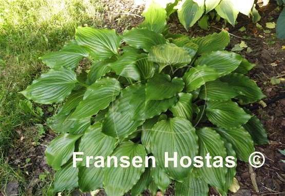Hosta Stimulation