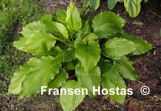 Hosta Stimulation