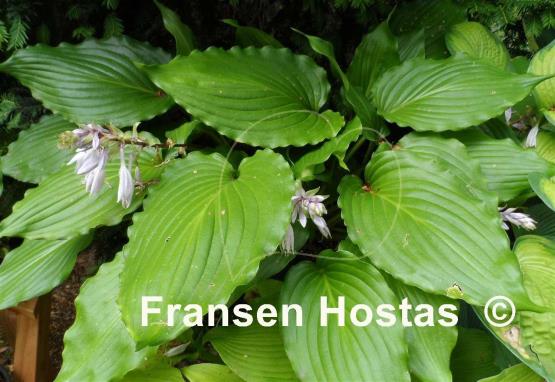 Hosta Stimulation