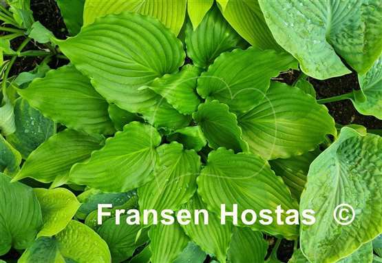 Hosta Stimulation