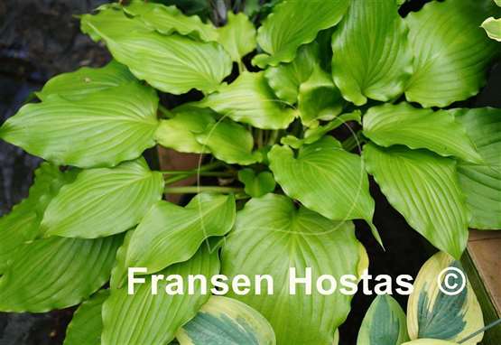 Hosta Stimulation