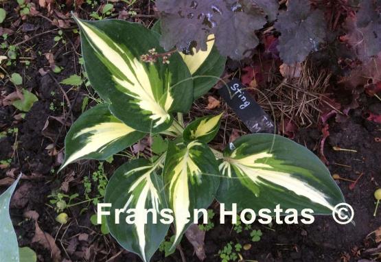Hosta Sting