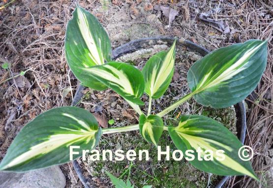 Hosta Sting