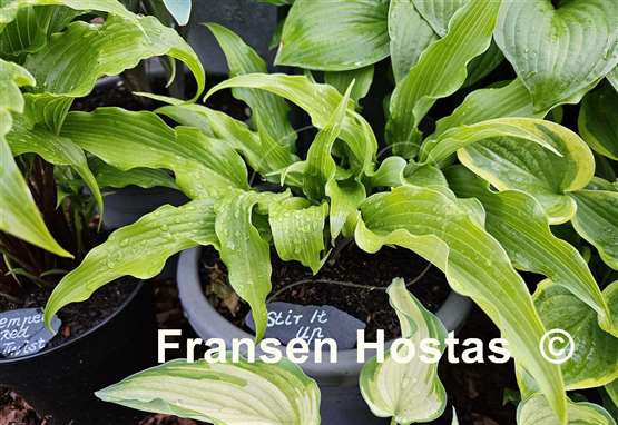 Hosta Stir It Up