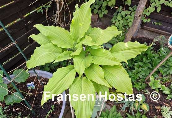 Hosta Stir It Up