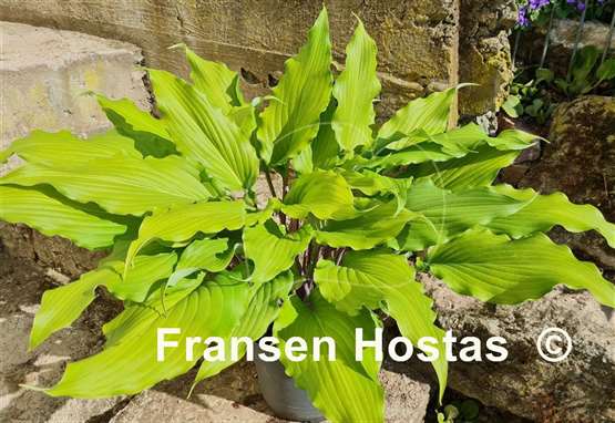 Hosta Stir It Up