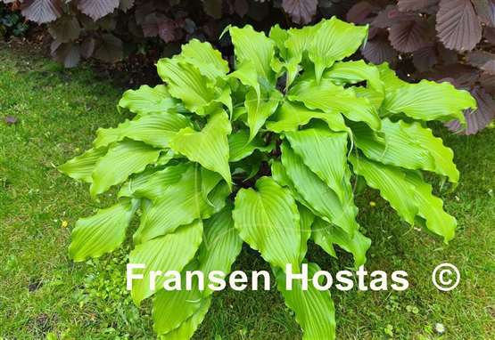 Hosta Stir It Up