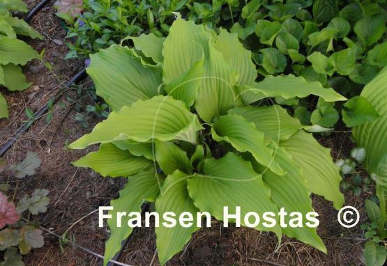 Hosta Stir It Up