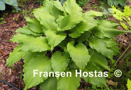 Hosta Stir It Up