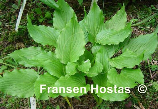 Hosta Stirfry