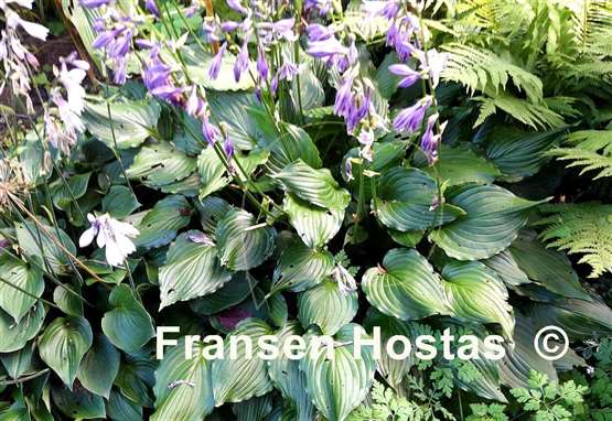 Hosta Stirfry