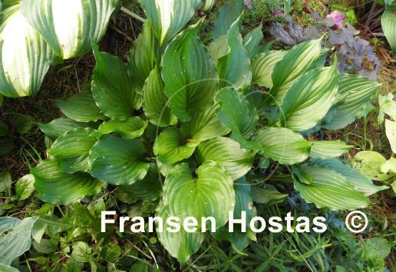 Hosta Stirfry