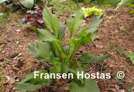 Hosta Stirfry